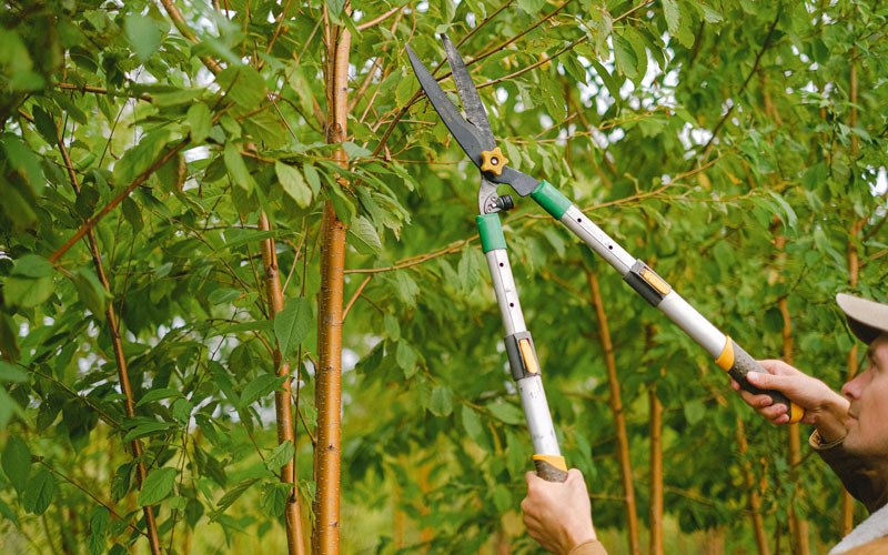 Tree trimming in Springfield, CO
